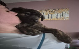 Mixed Breed dogs for sale: American Akita/Bullmastiff cross - Image 13