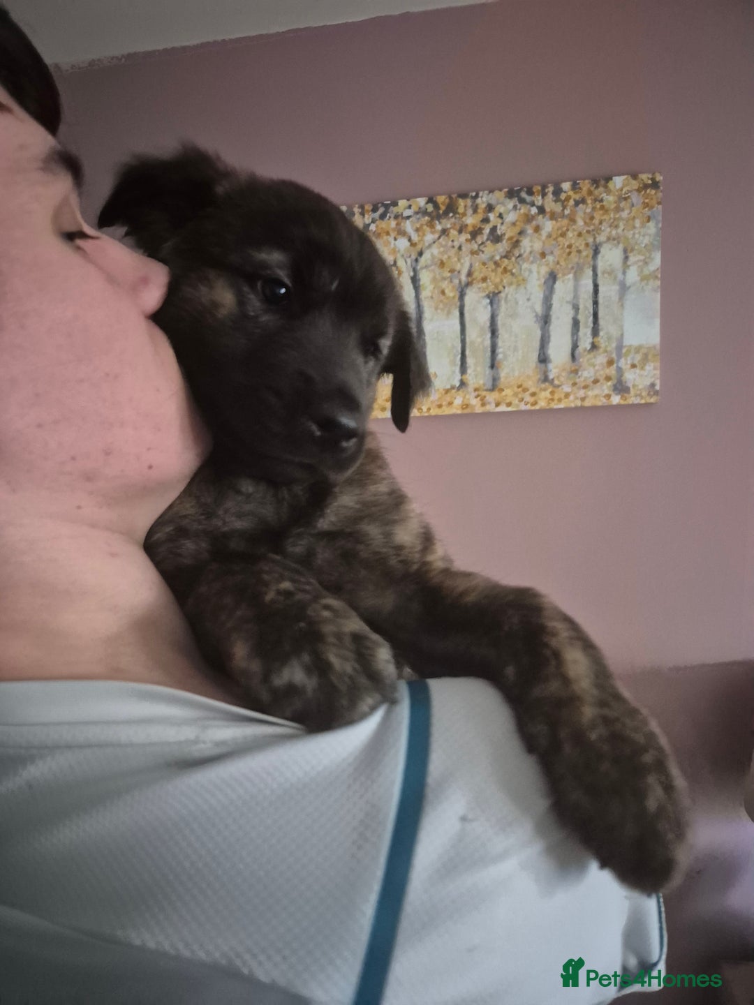 Mixed Breed dogs for sale: American Akita/Bullmastiff cross - Image 13