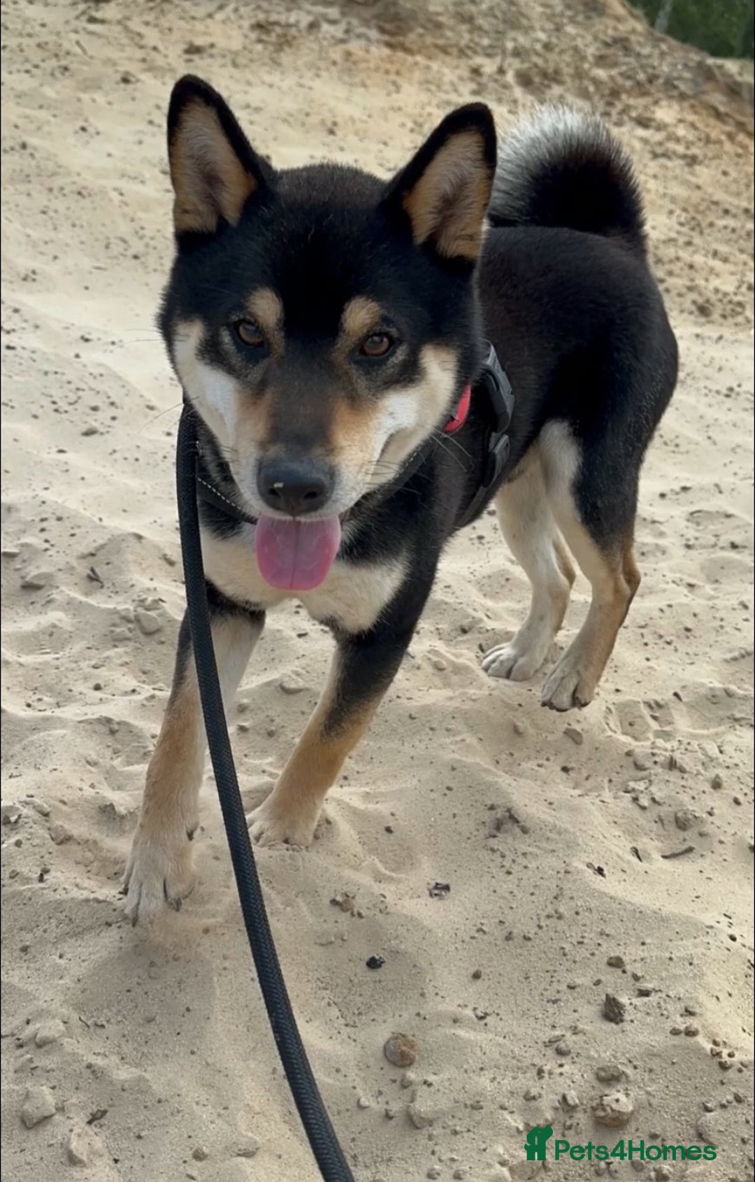 Japanese Shiba Inu dogs for sale: 🐾 Beautiful Japanese Shiba Inu Puppies  - Image 10