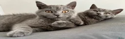 British Shorthair cats for sale: pure pedigreeBritish shorthairs kittens - Advert 11