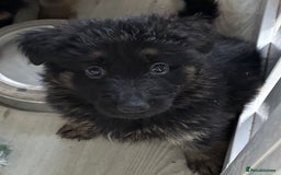 German Shepherd dogs for sale: Stunning long haired chunky German Shepard pups.  - Image 4