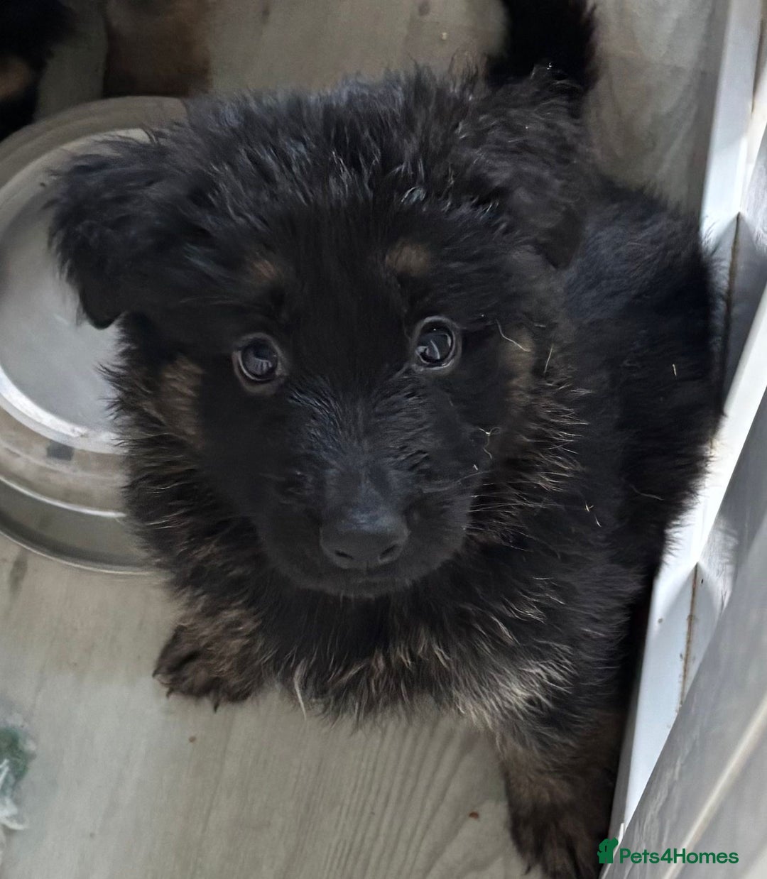 German Shepherd dogs for sale: Stunning long haired chunky German Shepard pups.  - Image 4