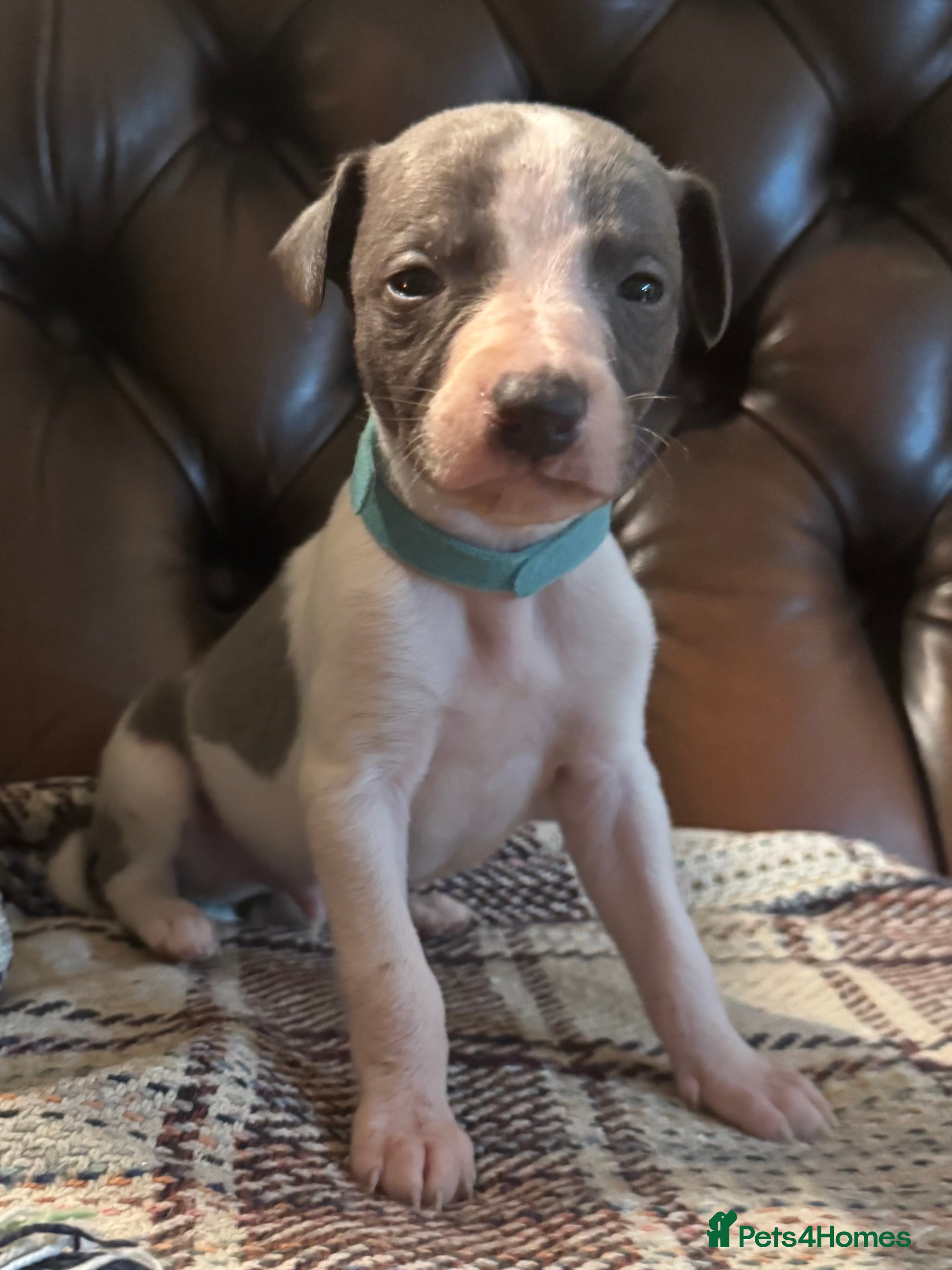 Whippet dogs 🐾 Exceptional small sized KC Reg Whippet Pups🐾 - Advert 6