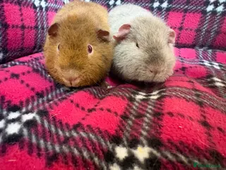 Guinea Pig rodents Guinea pig brothers - Advert 2