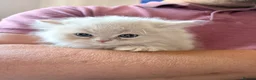 Mixed Breed cats for sale: Beautiful Persian cross kittens  - Advert 18