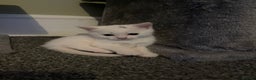 Domestic Shorthair cats for sale: 3 boys 1 girl white kittens  - Advert 2
