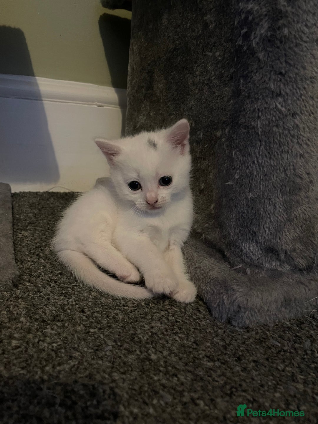 Domestic Shorthair cats for sale: 3 boys 1 girl white kittens  - Advert 2
