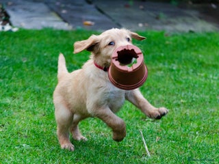 Golden Retriever dogs - Advert 18