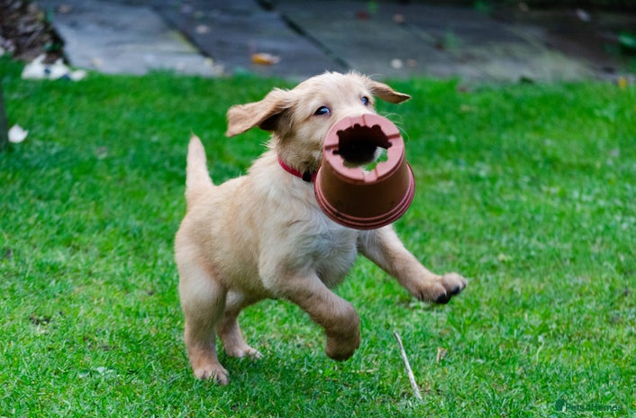 Golden Retriever dogs - Advert 13