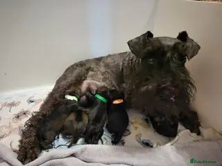 Miniature Schnauzer dogs RKC reg 2 boys 1 girl available end of FEB - Advert 4