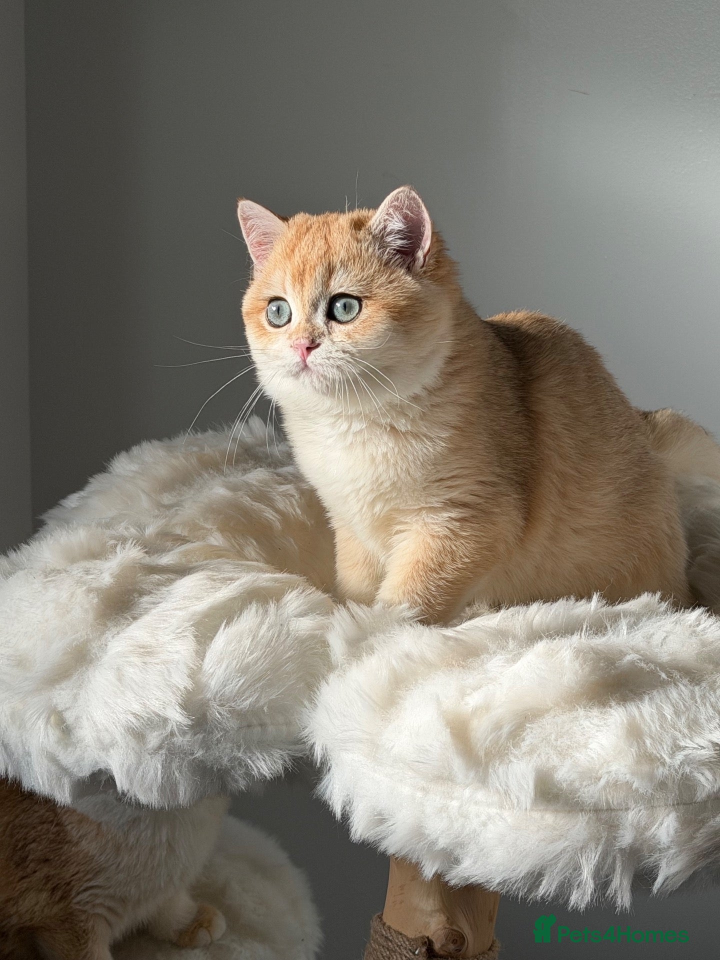 British Shorthair cats for sale: British Shorthair Teddy Bear 🧸 Golden kittens  - Advert 2