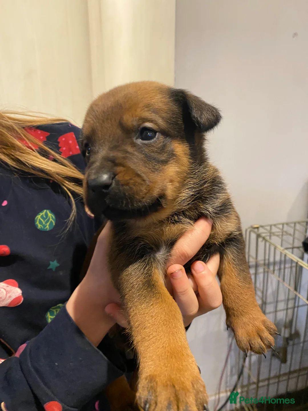 Mixed Breed dogs for sale: Rottweiler x malinois  - Advert 6