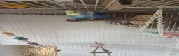 Budgerigars birds for sale: 3 male budgies with cage & toys - Advert 17