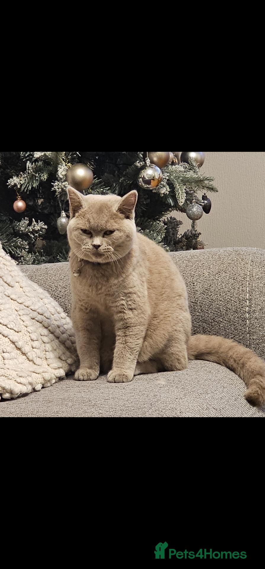 British Shorthair cats Beautiful girl GCCF registered - Advert 1