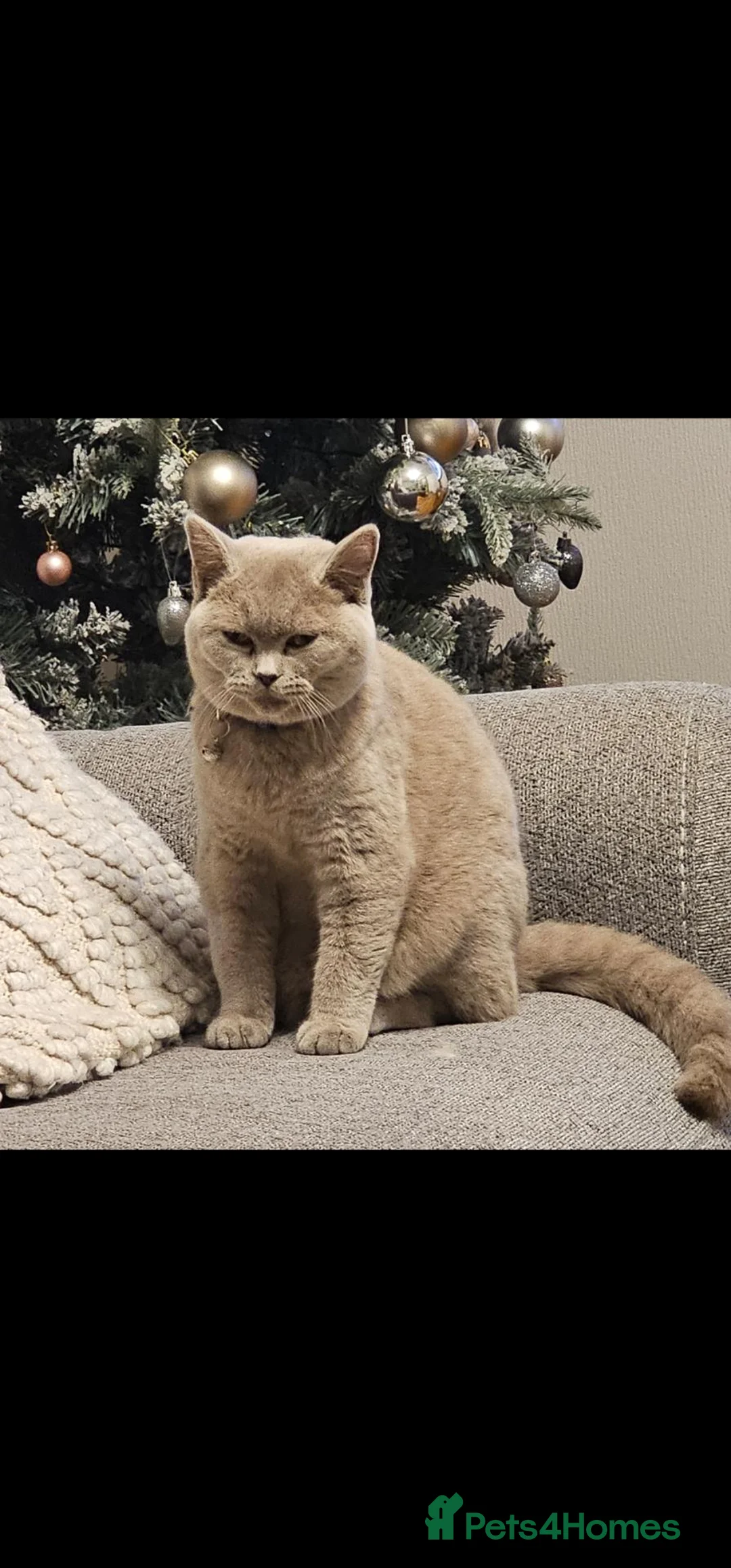 British Shorthair cats for sale: Beautiful girl GCCF registered - Advert 1