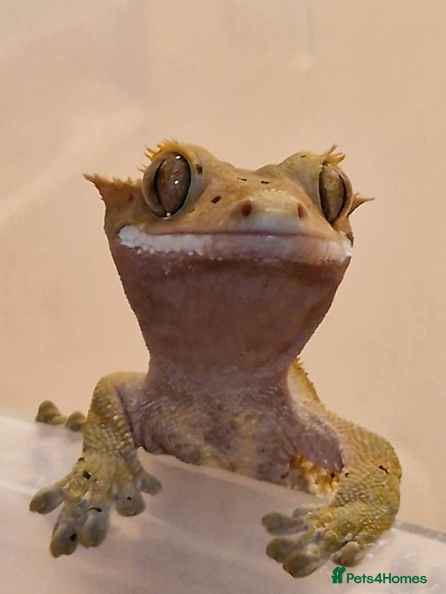 Gecko reptiles Crested gecko male  - Advert 6