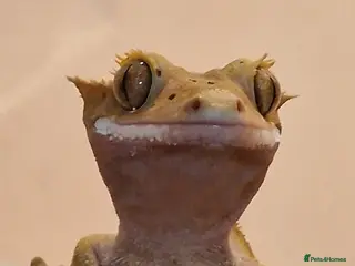 Gecko reptiles Crested gecko male - Advert 6