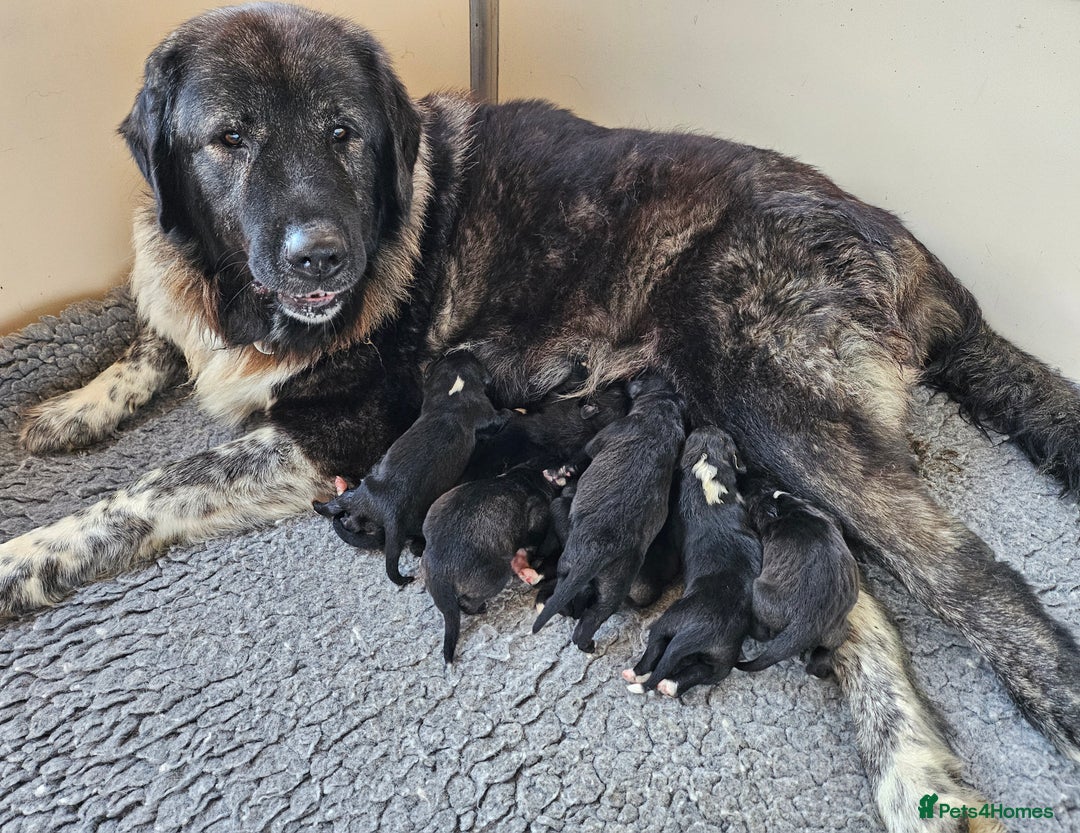 Caucasian Shepherd Dog dogs for sale: Caucasian Shepherd puppies  - Image 2