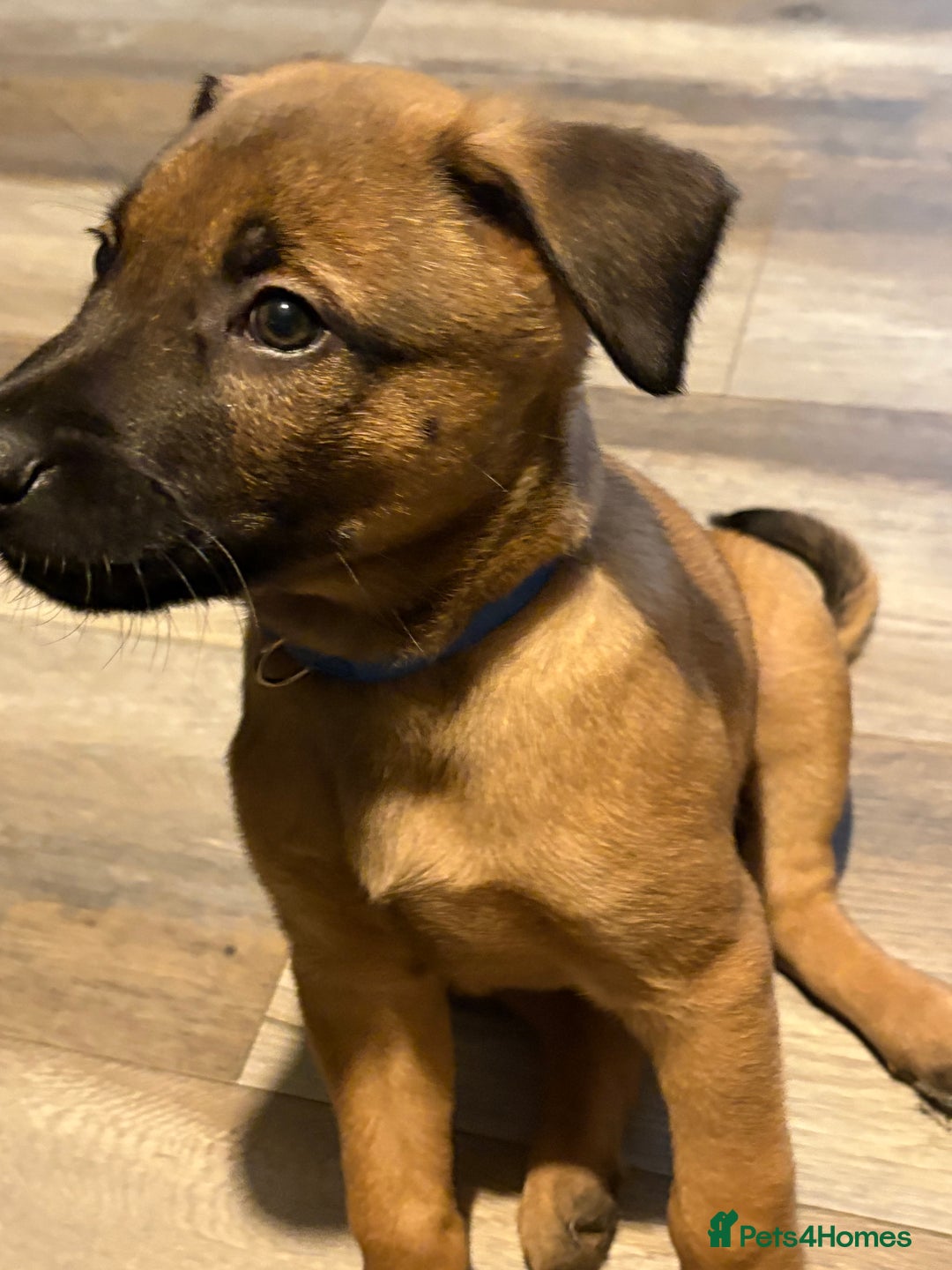 Mixed Breed dogs for sale: Belgian mali cross bullgreyhound PUPPIES  - Advert 29