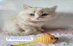 British Shorthair cats for sale: 💙British Longhair Babies, Ready to Leave 🏡 🧡 - Image 6