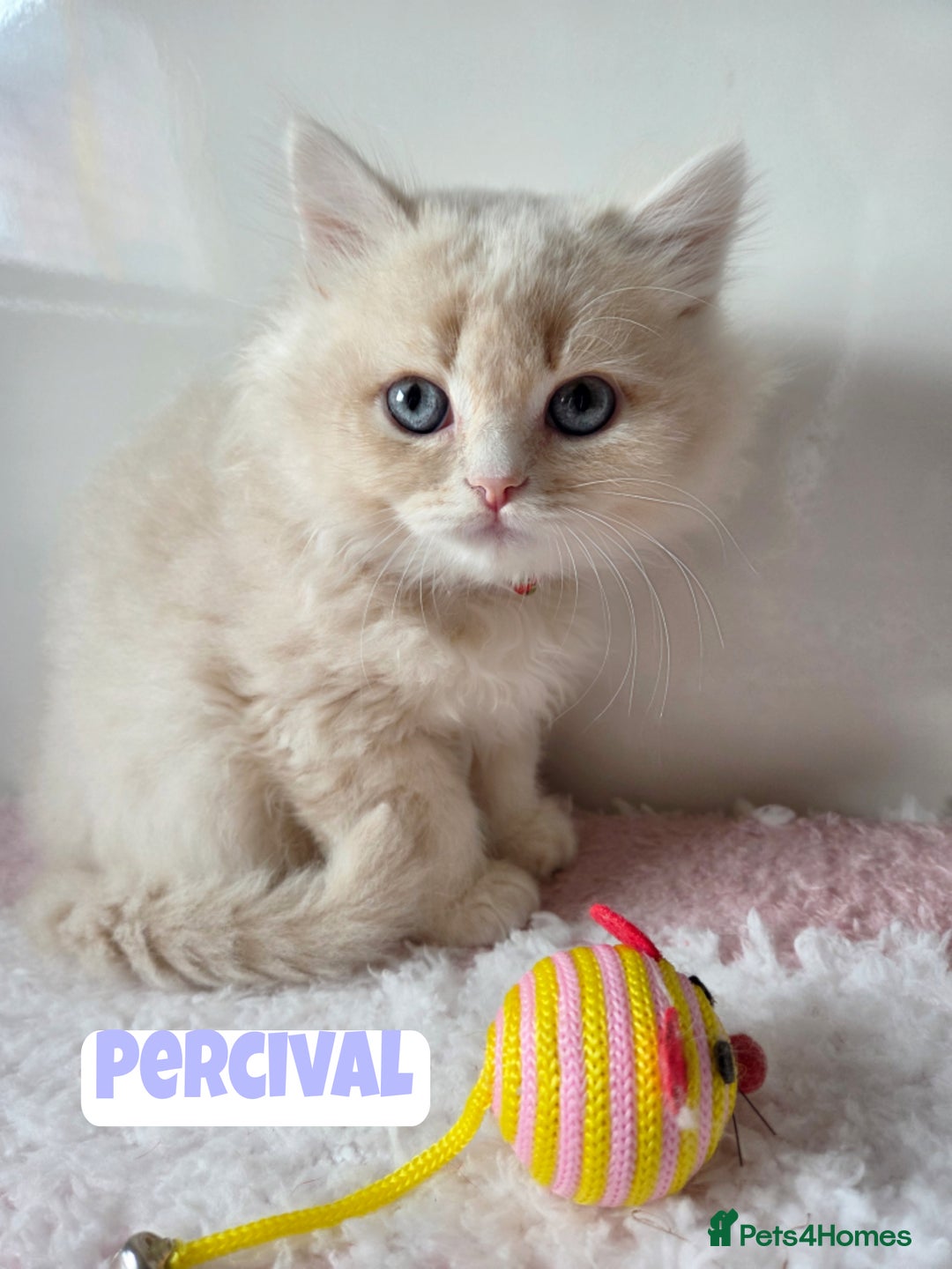 British Shorthair cats for sale: 💙British Longhair Babies, Ready to Leave 🏡 🧡 - Image 6