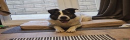 Mixed Breed dogs for adoption: Meet Buster, currently residing in Yorkshire in Doncaster - Advert 2