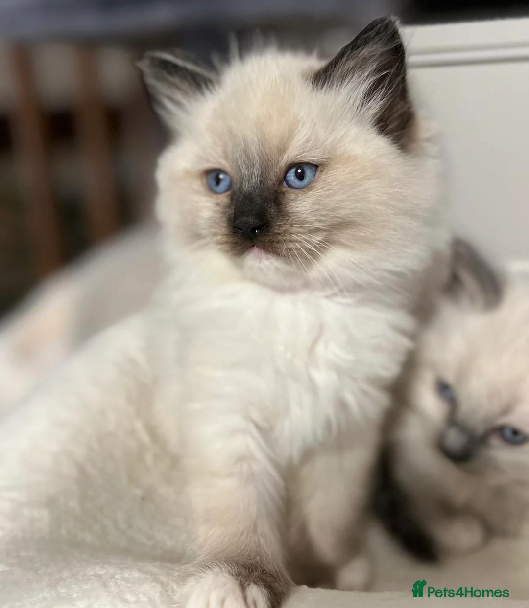 Ragdoll cats for sale: Ragdoll Kittens - Advert 14