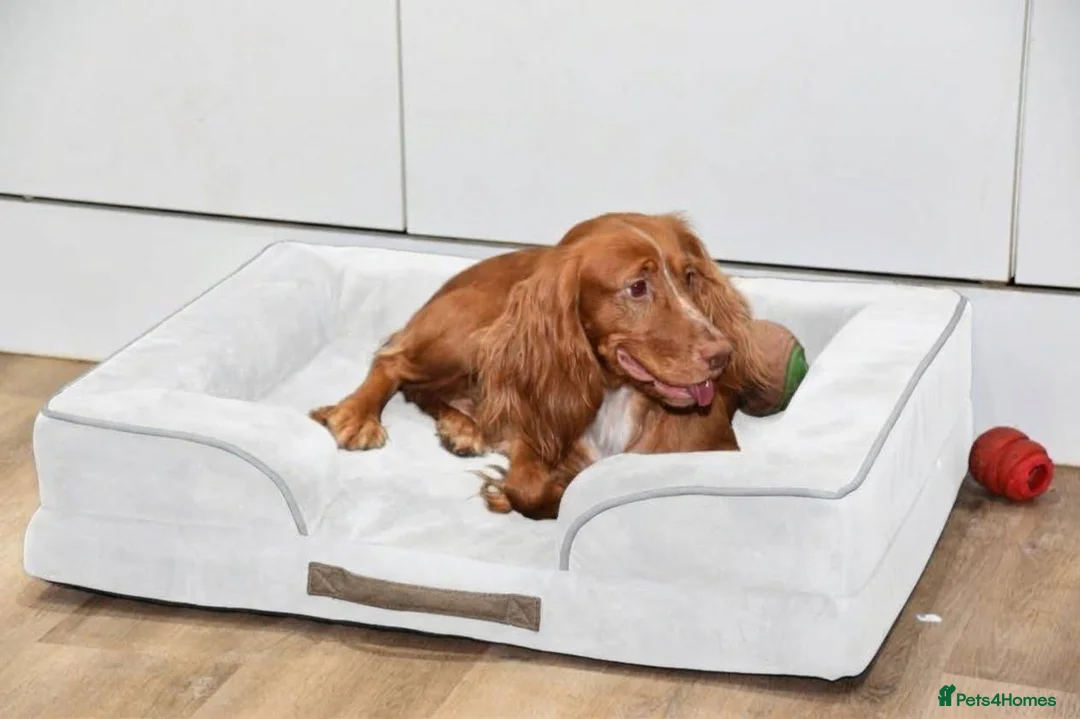 Cocker Spaniel dogs for sale: Spayed Cocker Spaniel Female - Advert 1