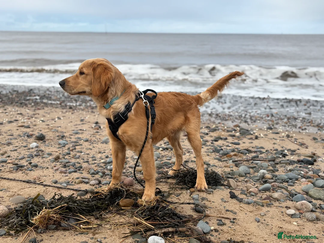 Golden Retriever dogs for sale: KC Registered 8 Month Old Male Golden Retriever  - Advert 1