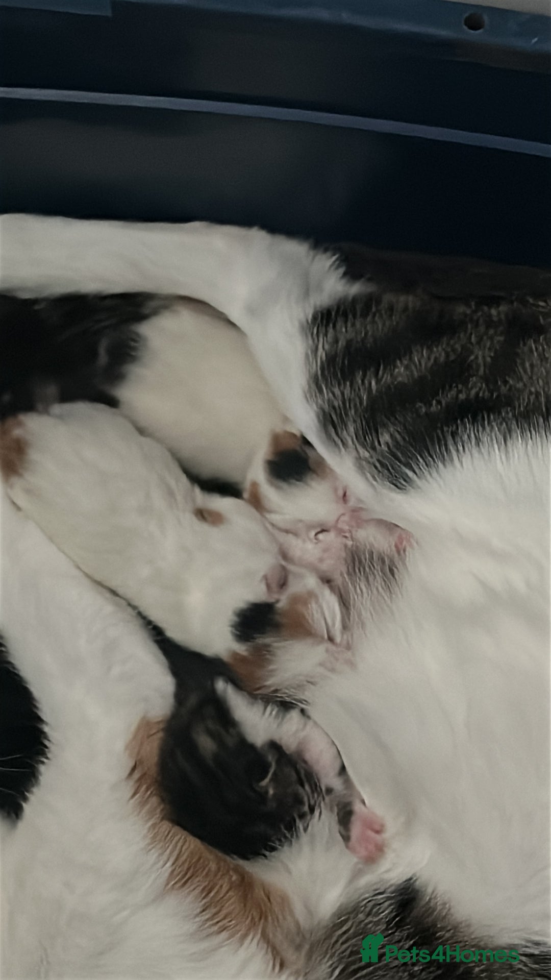 British Shorthair cats for sale: 5 kittens for forever homes (2 girls left) - Image 6