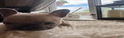 French Bulldog dogs for sale: French Bulldog puppies  - Advert 9