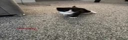Domestic Shorthair cats for sale: White black cat  - Advert 18