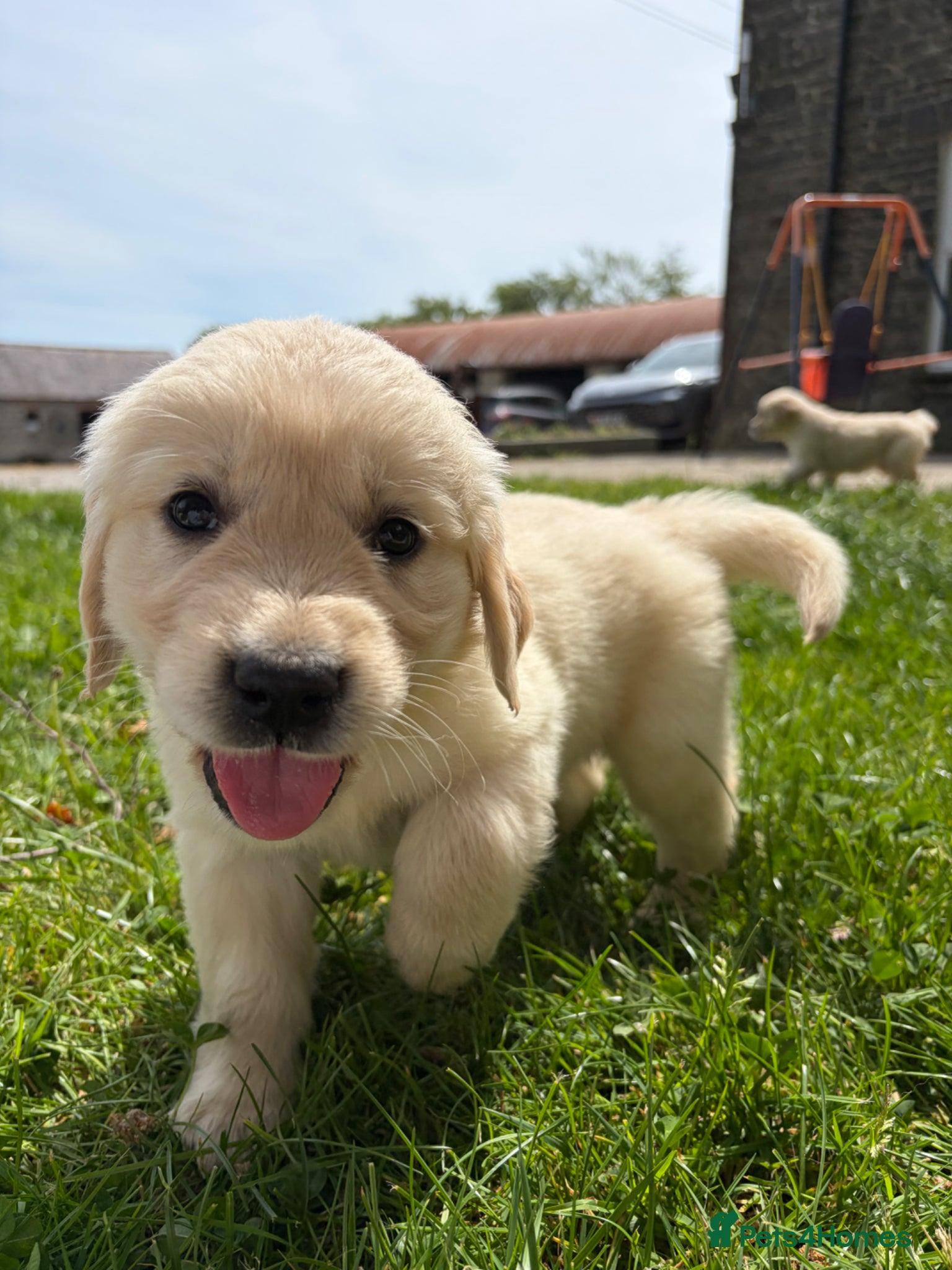 Golden Retriever dogs for sale: FULLY VACCINATED KC REG GOLDEN RETRIEVERS - Advert 1