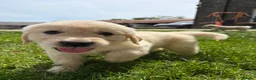 Golden Retriever dogs for sale: FULLY VACCINATED KC REG GOLDEN RETRIEVERS - Advert 1