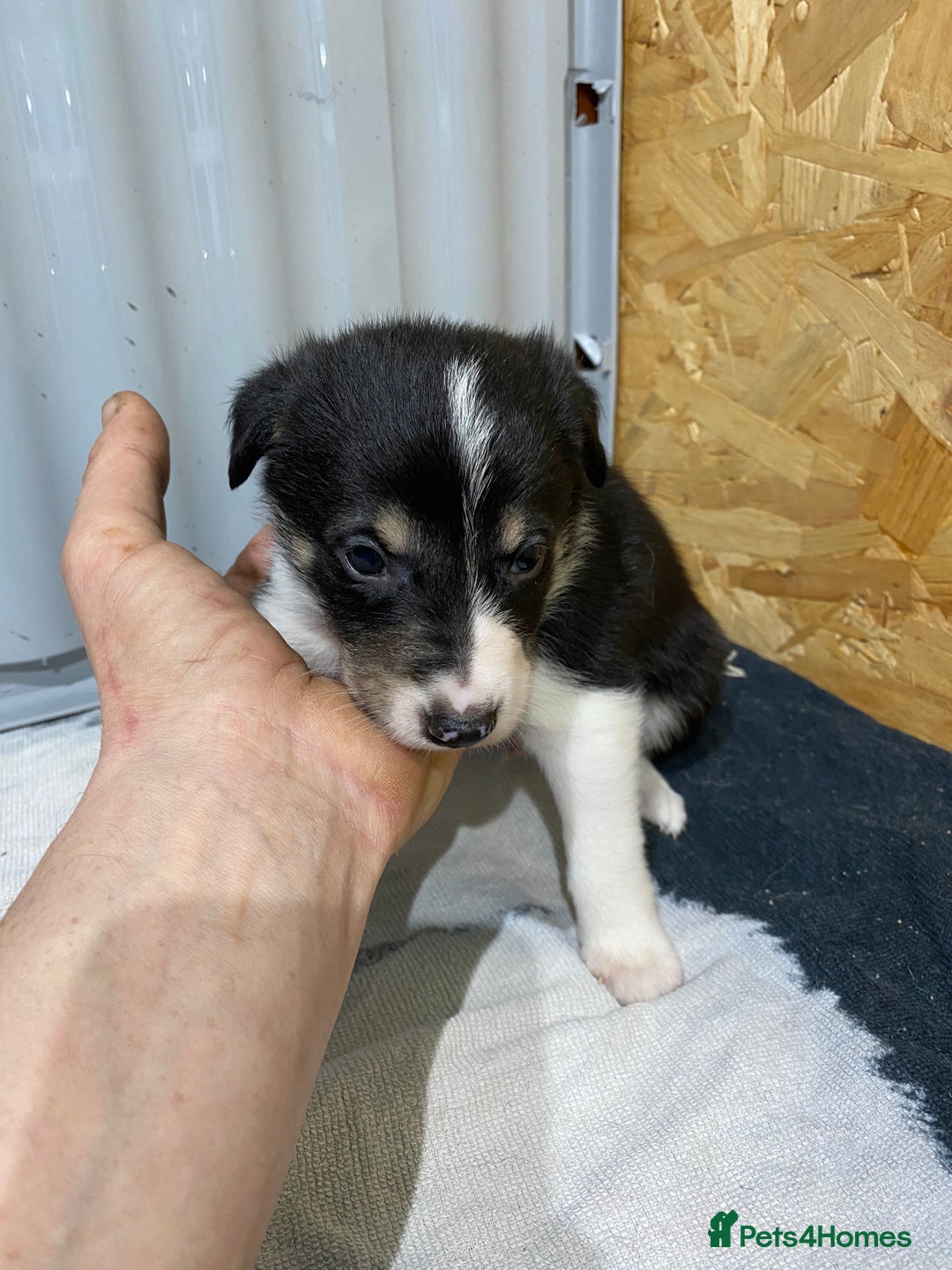 Border Collie dogs for sale: Beautiful border collie pups  - Advert 23