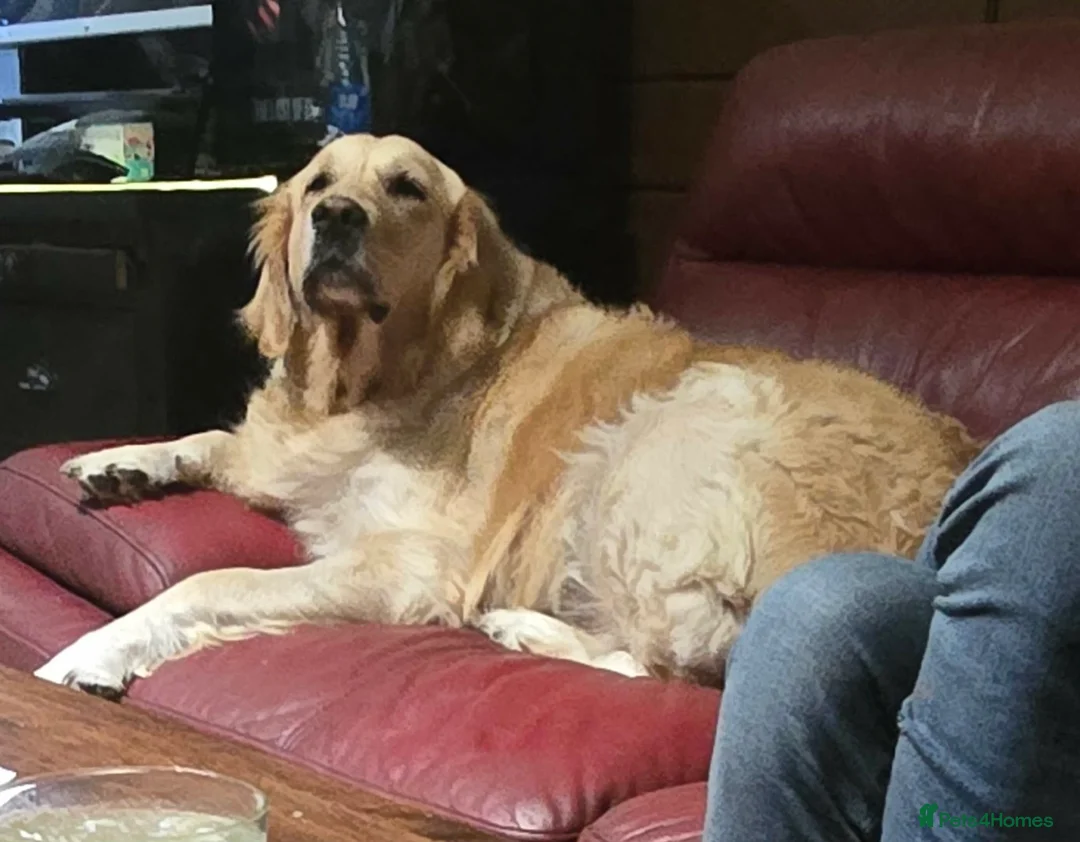Golden Retriever dogs for sale: Beautiful 3yo female golden retriever  - Advert 1