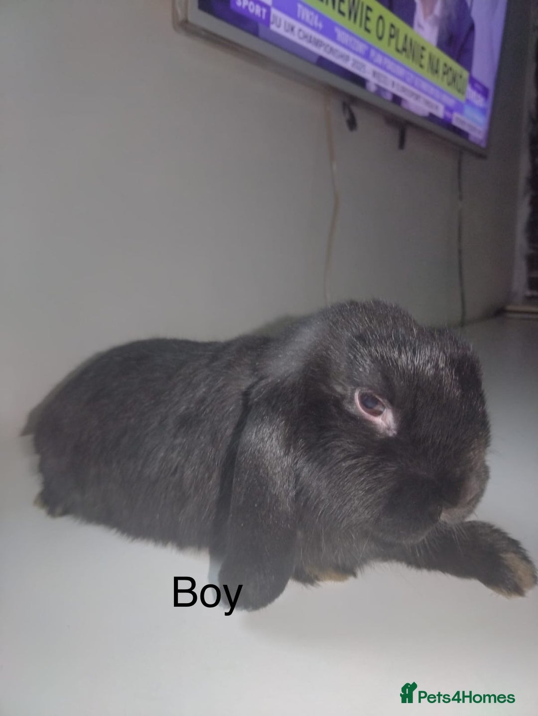 Mini Lop rabbits for sale: Mini lops available  - Advert 32