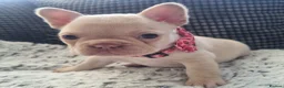 French Bulldog dogs for sale:  Open to offers Beautiful French Bulldog  - Advert 22