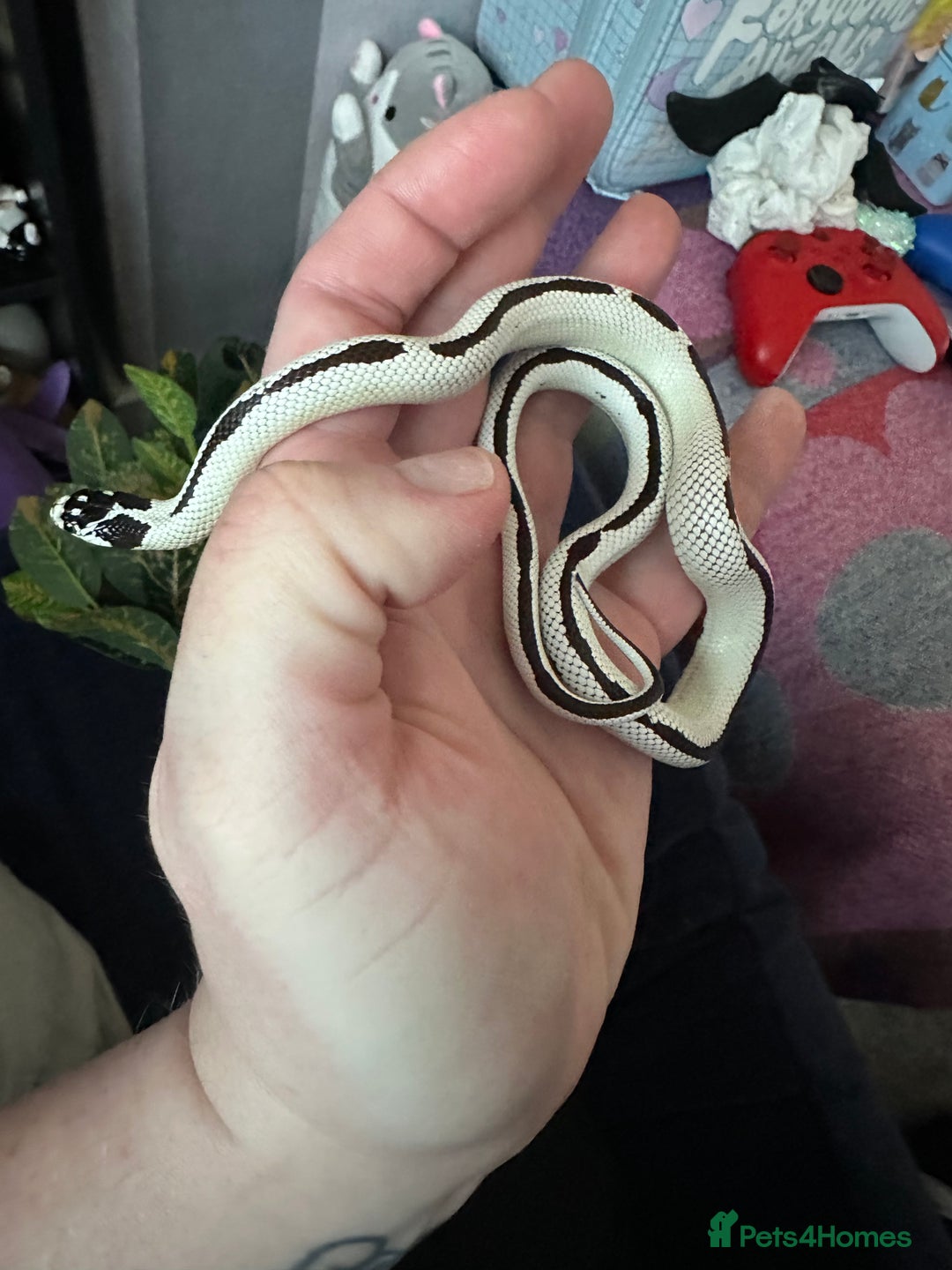 King Snake reptiles for sale: Rare Morph High White King Snake and Viv - Advert 2
