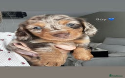 Miniature Dachshund dogs for sale: Miniature long hair daschund puppies for sale in Cardiff - Image 2