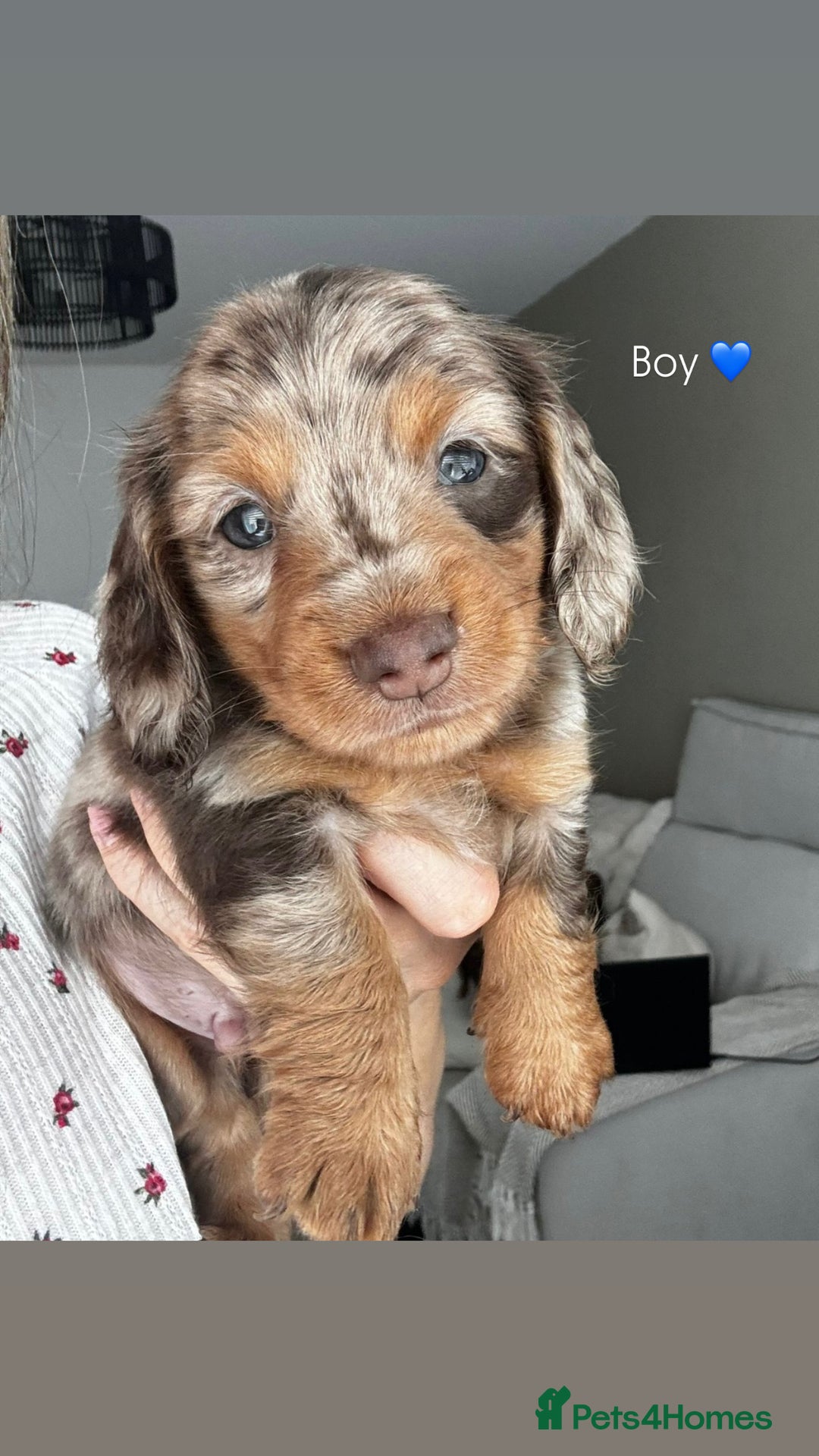 Miniature Dachshund dogs for sale: Miniature long hair daschund puppies for sale in Cardiff - Image 2
