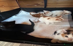 Mixed Breed cats for sale: Baby kittens for sale - Image 12
