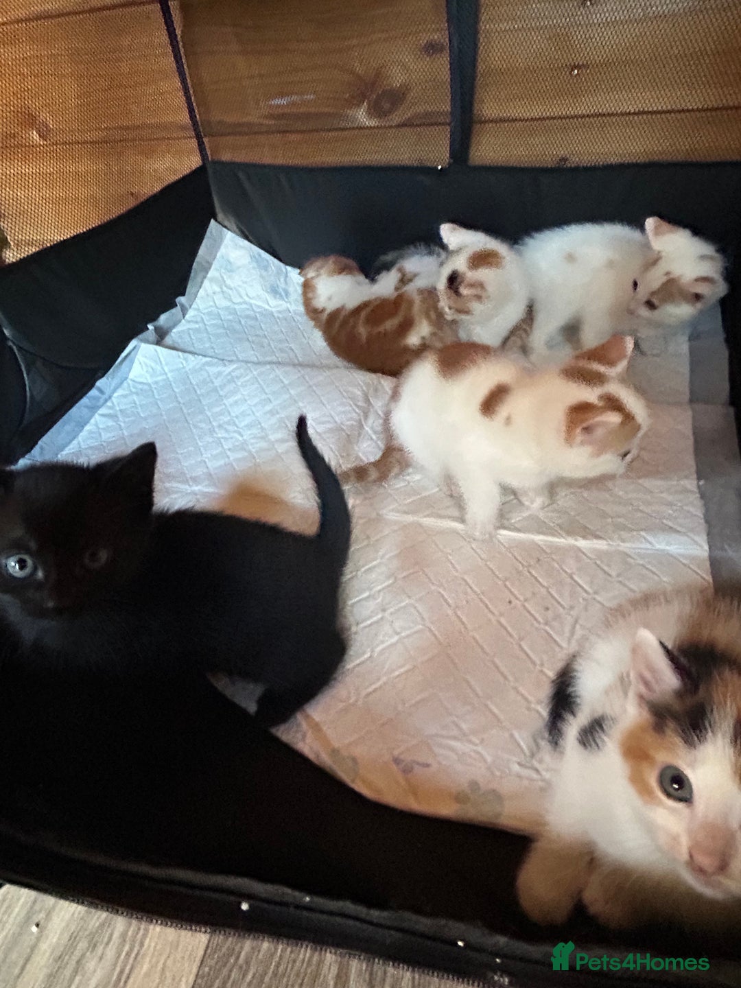 Mixed Breed cats for sale: Baby kittens for sale - Image 12