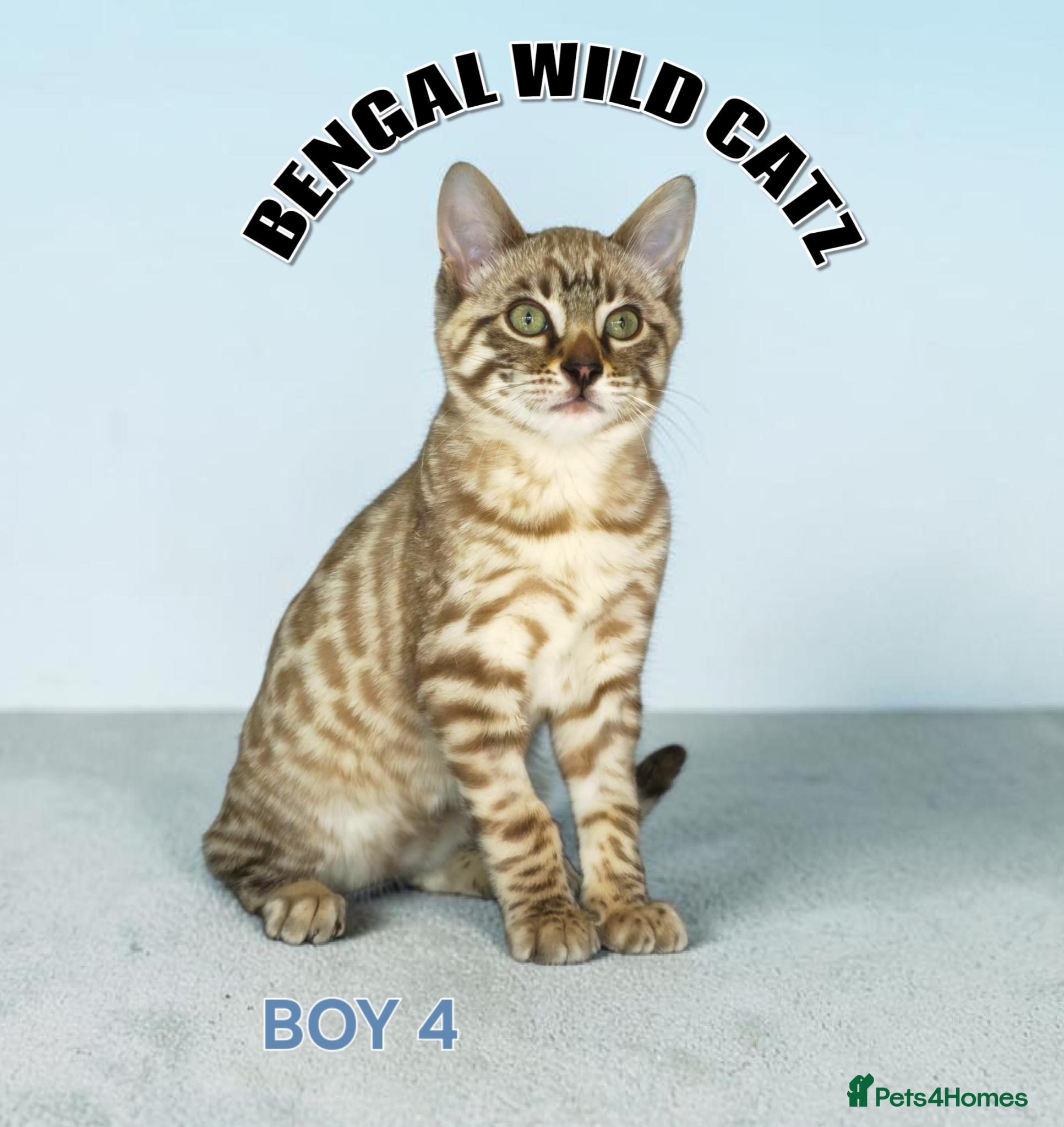 Bengal cats for sale: 4 bengal boys ready to leave now - Advert 3