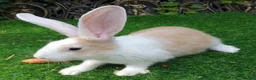 Continental Giant rabbits for sale: PURE Continental Giant Kits - VACCINATED  RESERVE  - Advert 6