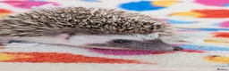 Pygmy Hedgehog rodents for sale: Reduced!!! 3 Stunning Females. Ready Now!!!! - Advert 10
