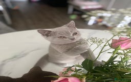 British Shorthair cats for sale: 🐾 TOP QUALLITY LILAC BSH reg GCCF purebred 🐾 - Image 18