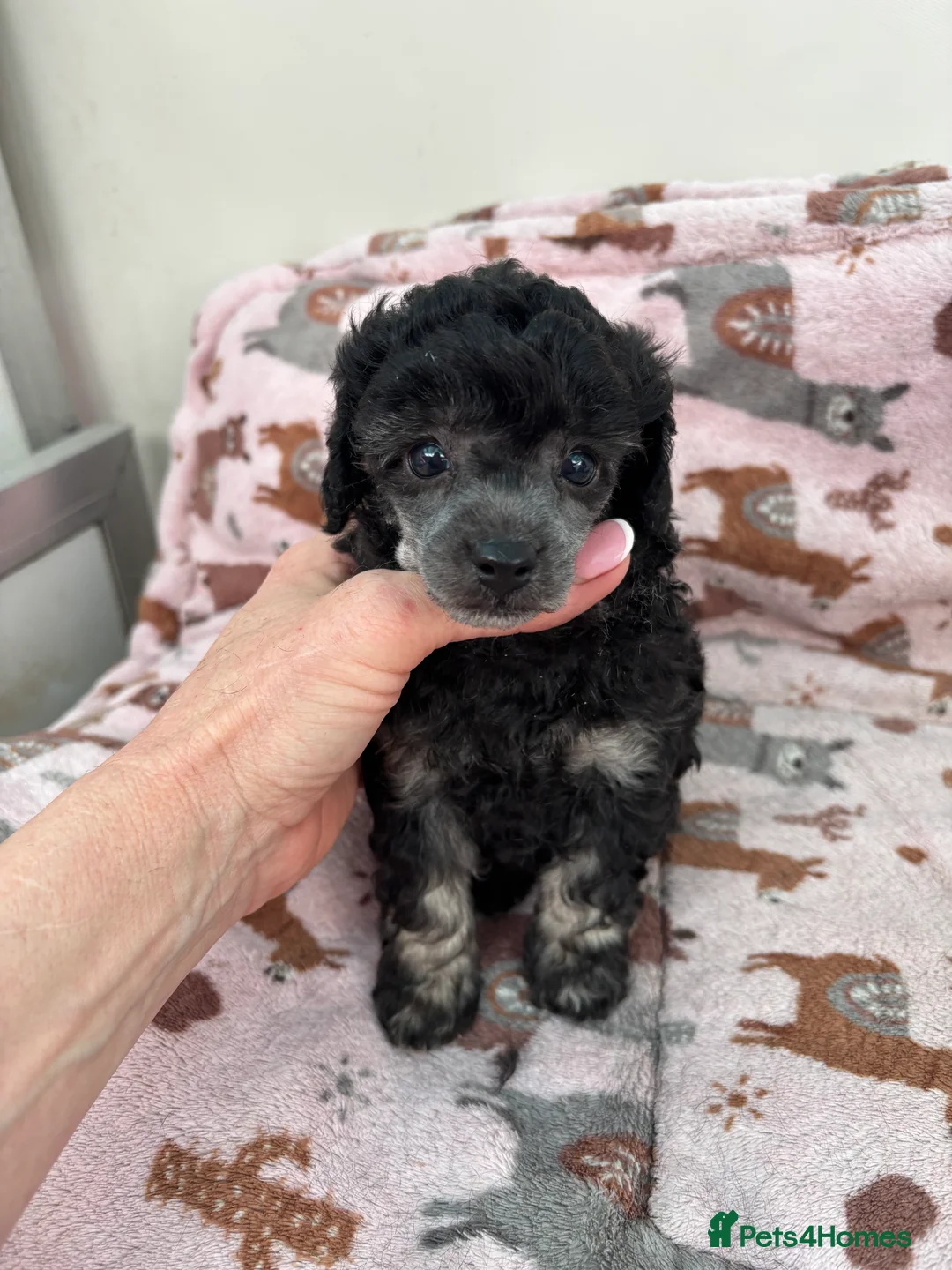 Toy Poodle dogs for sale: KC Registered Phantom silver point Toy Poodle  - Advert 21