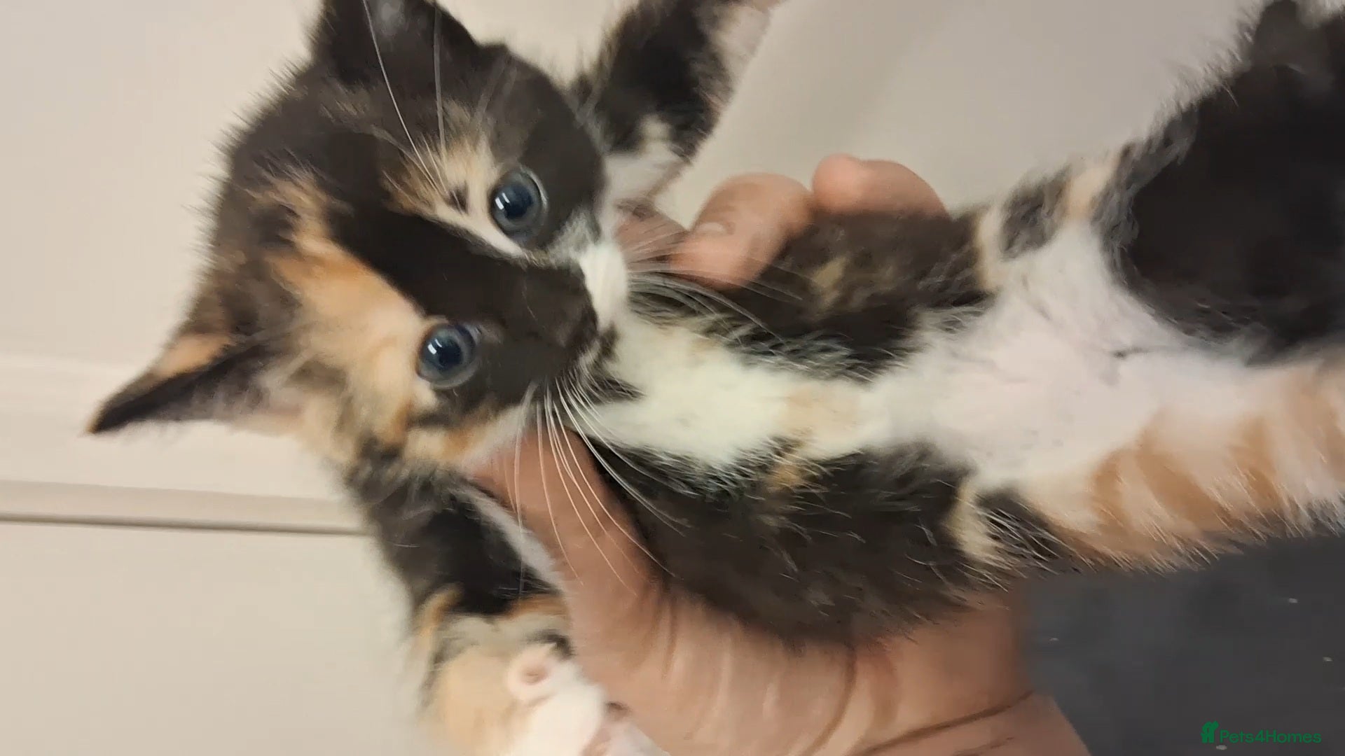 Domestic Shorthair cats for sale: 2 BEAUTIFUL KITTENS AND MUM AVAILABLE - Advert 19