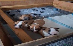 English Bull Terrier dogs for sale: 4 English bull terrier pups 2 male 2 female  - Image 2